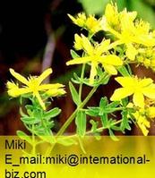 St. John's Wort P.E.