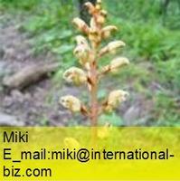  gastrodia extract