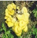 pleurotus citrinopilestus