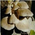pleurotus ostratus