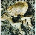 tricholoma matsutake
