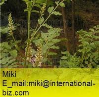 licorice extract 