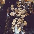 panellus stypticus