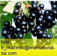 black currant extract
