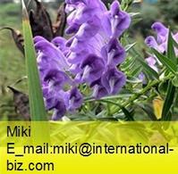 securinega extract