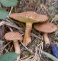 boletinus cavipes