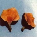 polyporus betulinus