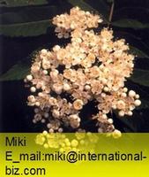 sorbus extract