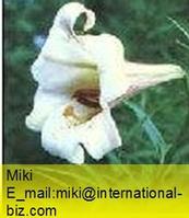 Lily extract