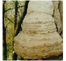 fomes fomentarius