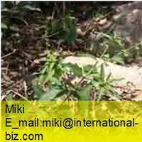 speranskia extract