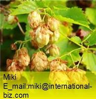  Hops Flower Extract 