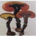 ganoderma tsugae