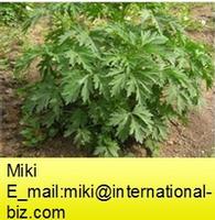 Motherwort Herb P.E.