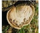 ganoderma applanatum