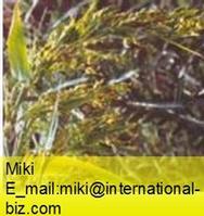 Jobstears Seed Extract