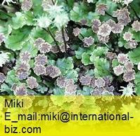 liverwort extract