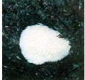 monkey-head mushroom extract