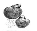 hericium captmedusae