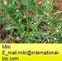 thesium extract