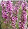 lythrum salucaria