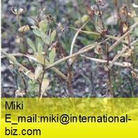 sicklefruit fenugreek extract