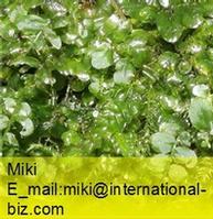 plagiomnium moss extract