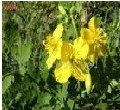 Chelidonine
