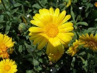 Calendula extract