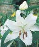Lilium Pumilum P.E.