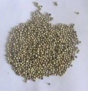 Piper nigrum Extract