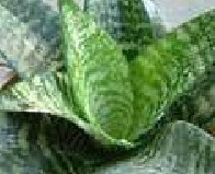 Sansevieria trifasciata extract