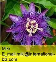 Chrysin Extract