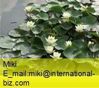 Nuphar Pumilum Root Extract
