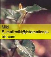 Houttuynia Extract