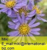 Tatarian aster extract