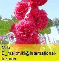 Althaea Rosae Root Extract 7:1