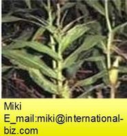 Corn Stigma P.E.