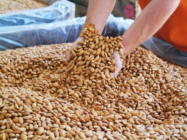ALMOND NUTS/ NUTS