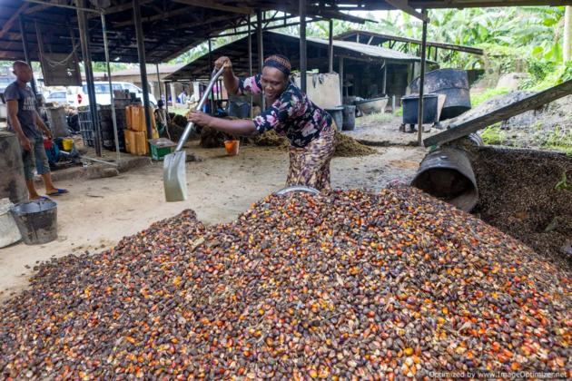 Crude Palm Oil CPO And Crude