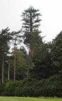 Concealment tower