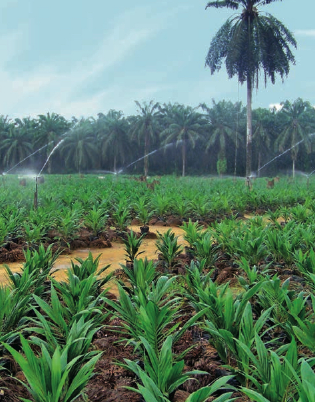 Crude Palm Oil CPO And Crude