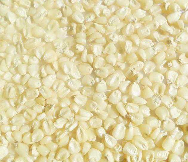 YELLOWCORN / WHITE CORN