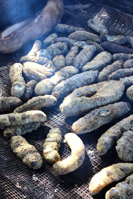 SEAHORSE SEA CUCUMBER