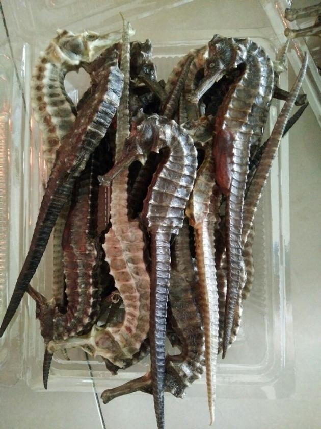 SEAHORSE / SEA CUCUMBER