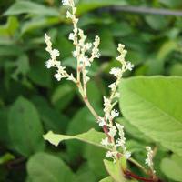 Resveratrol