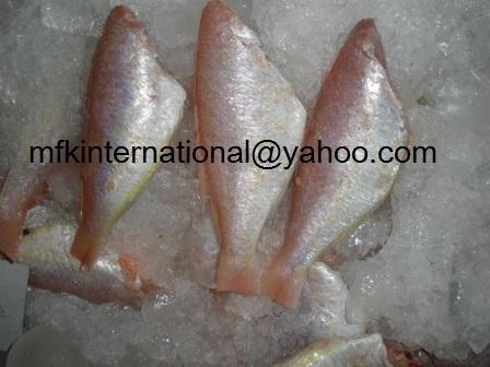 RIBBON FISH