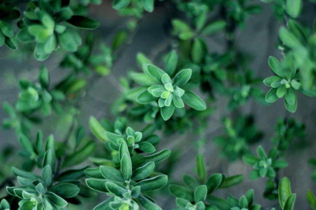 Selling Medicinal Herbs