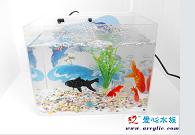 Mini Fish Tank