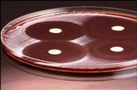 Antibiotic Sensitivity Mono Discs